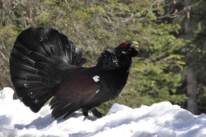 Глухарь - Capercaillie