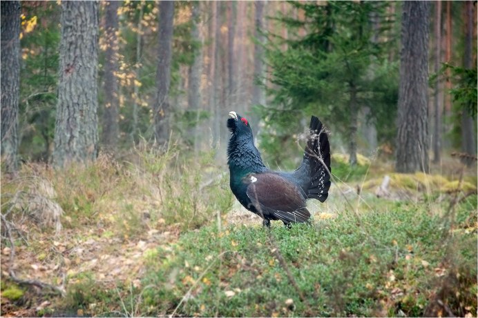 Глухарь - Capercaillie