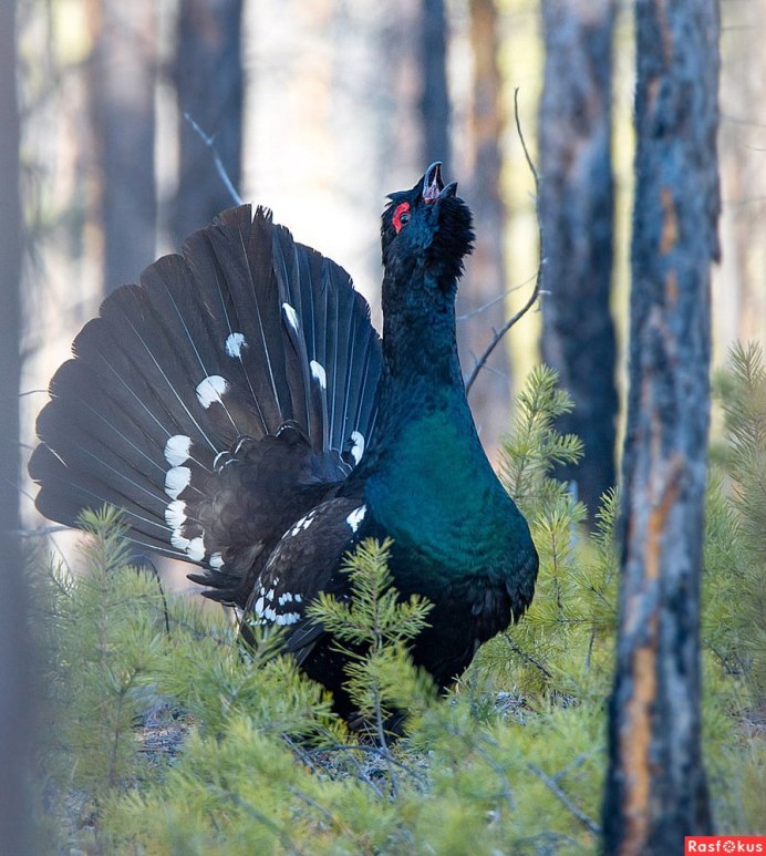 Western Capercaillie