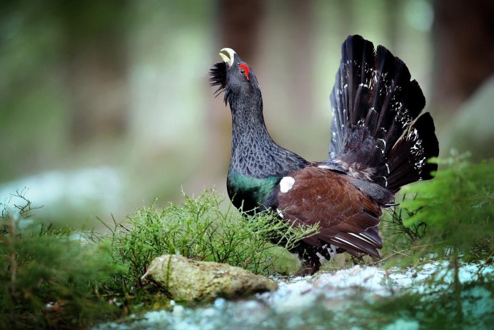 Глухарь (Tetrao urogallus)