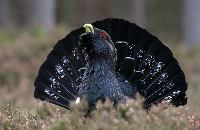 Глухарь (Tetrao urogallus)