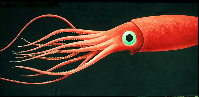 Адский вампир (Vampyroteuthis infernalis)