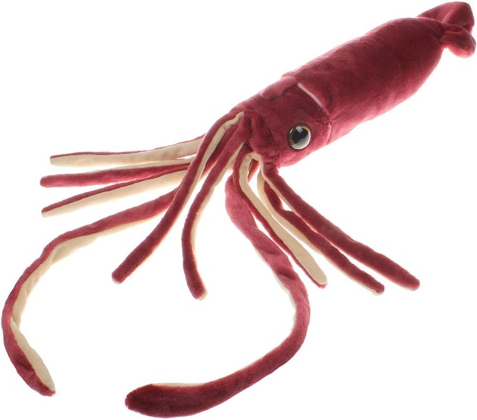 Todarodes pacificus