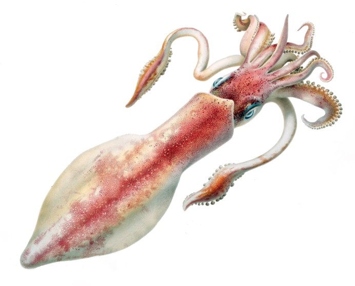 Колоссальный кальмар (Mesonychoteuthis Hamiltoni