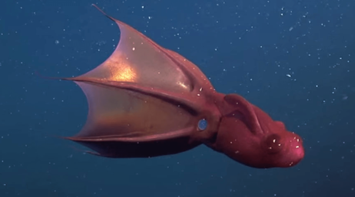 Кальмарам octopoteuthis deletron