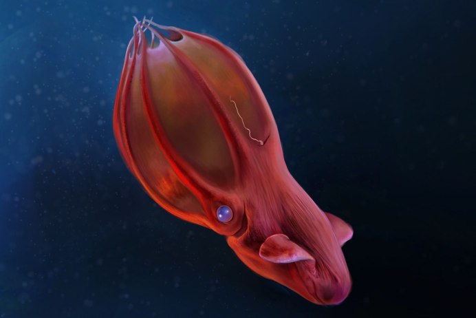 Кальмар маленький Средиземного моря