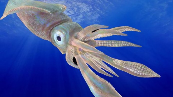 Octopoteuthis deletron