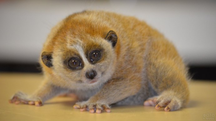 Nycticebus coucang