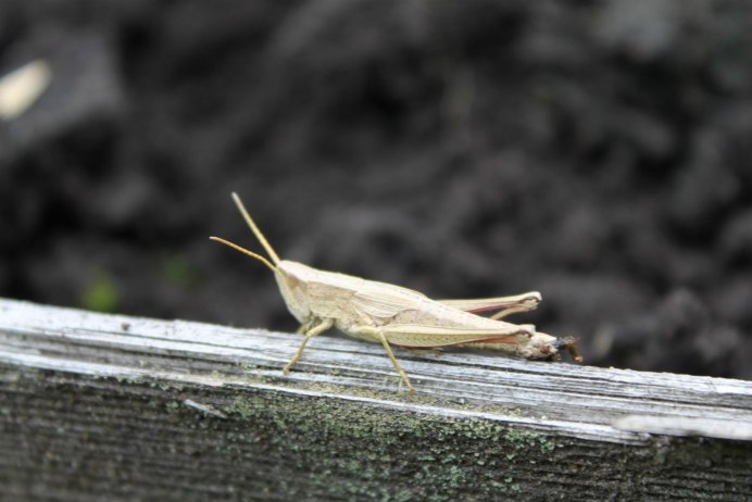 Сверчок альбинос