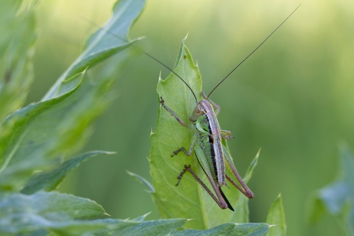 Самка Лугового кузнечика