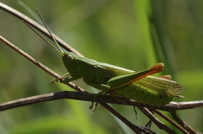Кузнечик долихопод
