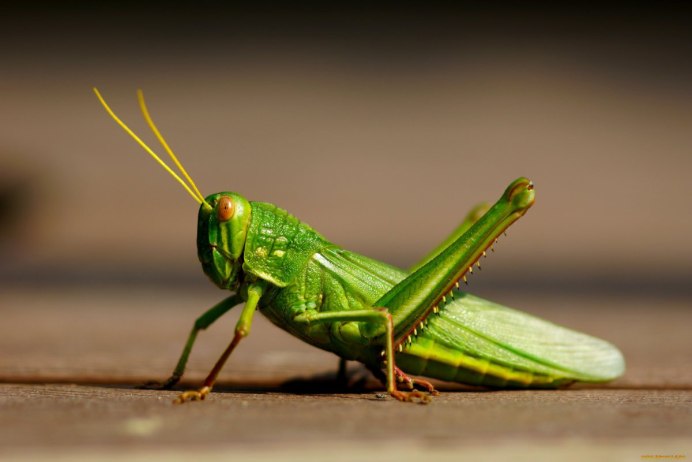 Боевой кузнечик