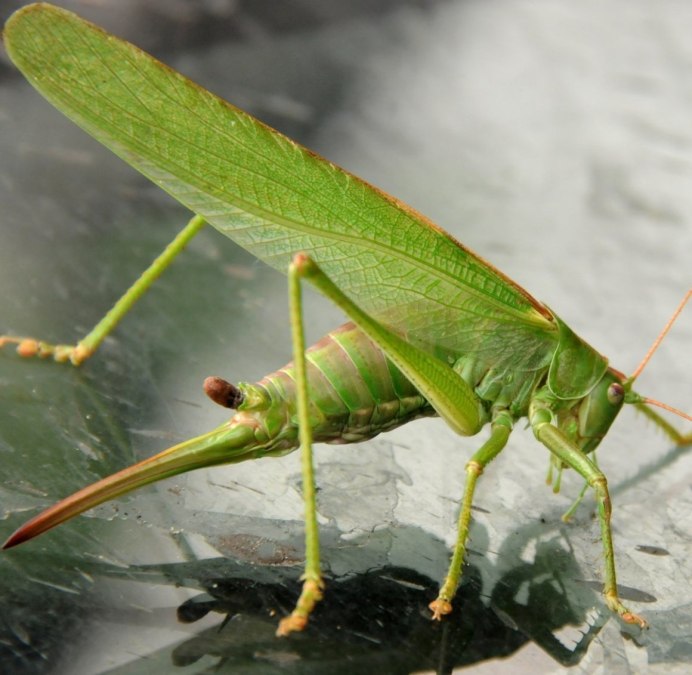 Grasshopper («кузнечик», 1946).