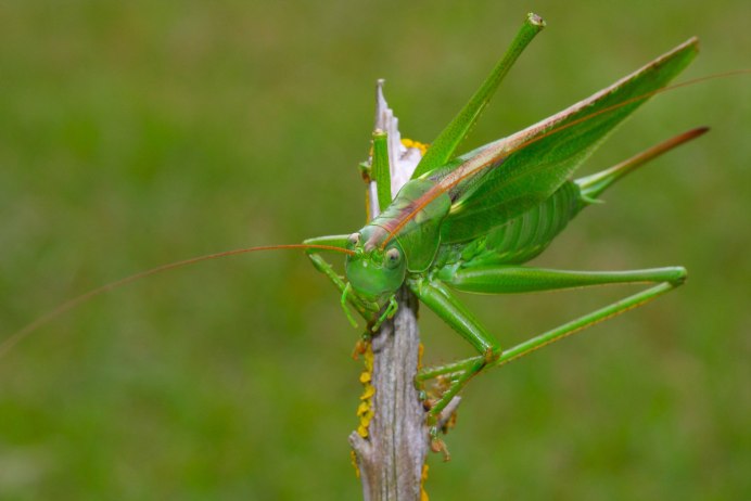 Насекомые кузнечик саранчи