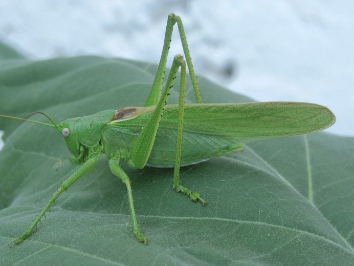 Богомол кузнечик Саранча