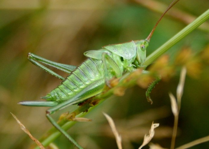 Белый сверчок
