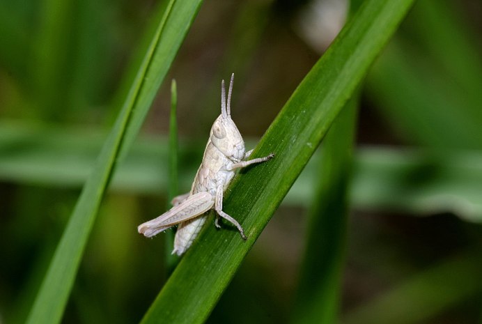 Белый кузнечик маленький