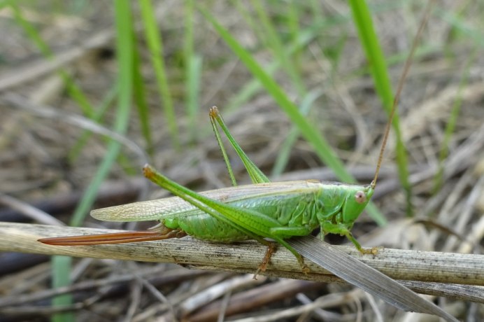 Кузнечик и пчела на цветке