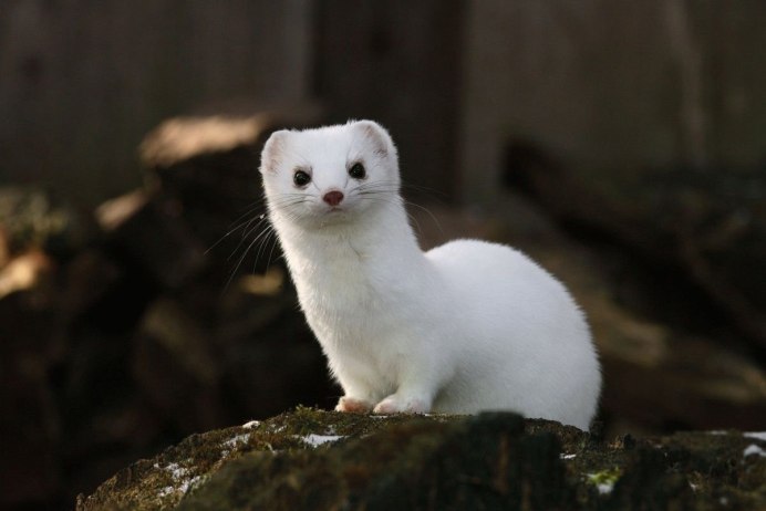 Горностай (Mustela erminea)
