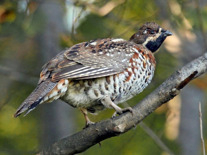 Рябчик (Bonasa bonasia)