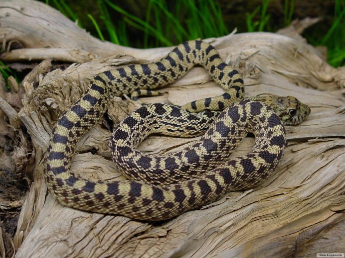 Королевская змея (Lampropeltis)