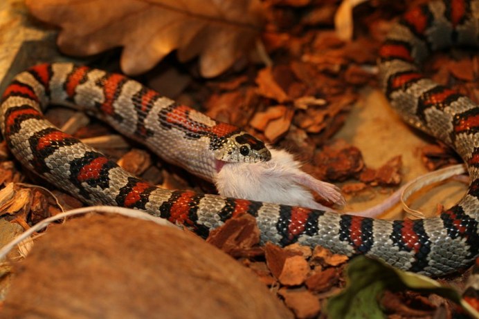 Королевская змея (Lampropeltis)