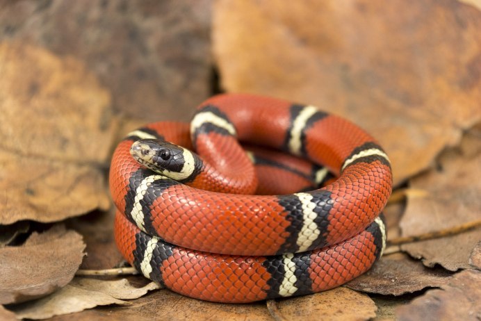 Королевская змея (Lampropeltis)