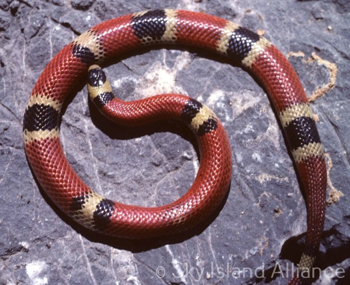 Калифорнийская Королевская змея (Lampropeltis getula californiae)