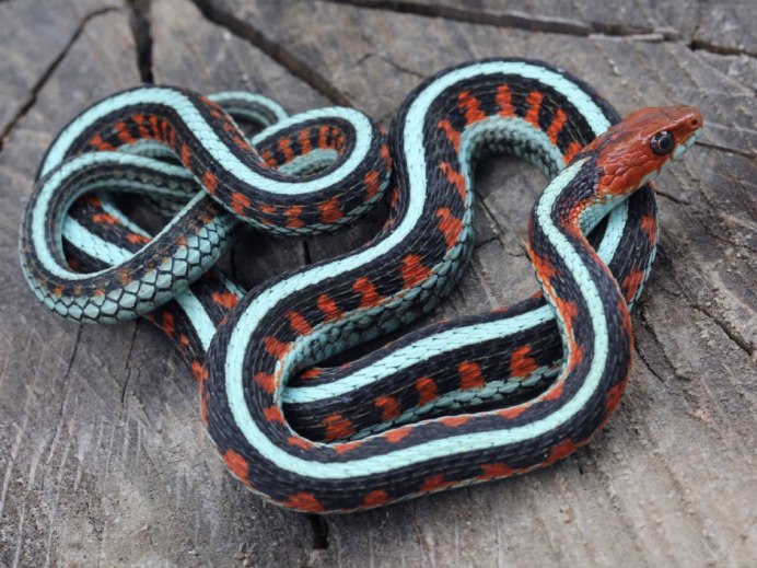Lampropeltis Triangulum campbelli