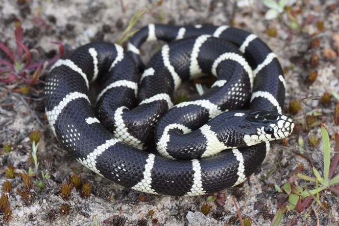 Королевская змея Горная (Lampropeltis pyromelana)