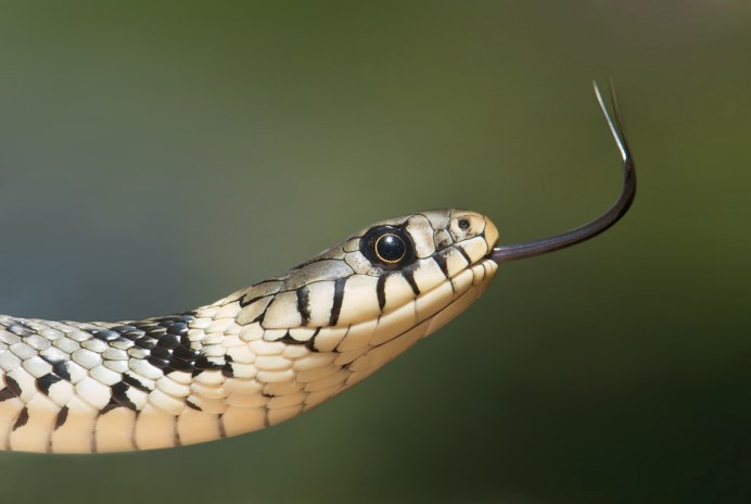 Eastern Garter Snake