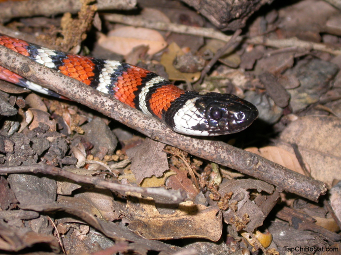 Lampropeltis pyromelana Woodini