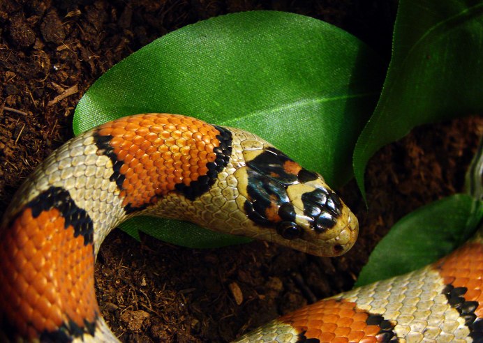 Королевская змея (Lampropeltis)