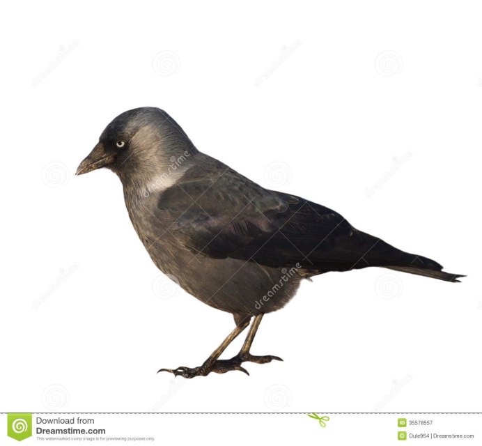 Западная Галка Corvus monedula