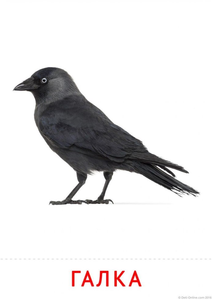 Коричневая Галка птица