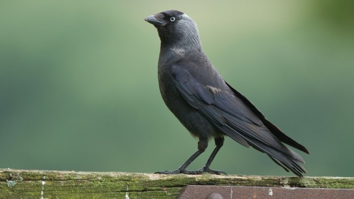 Coloeus monedula птенец