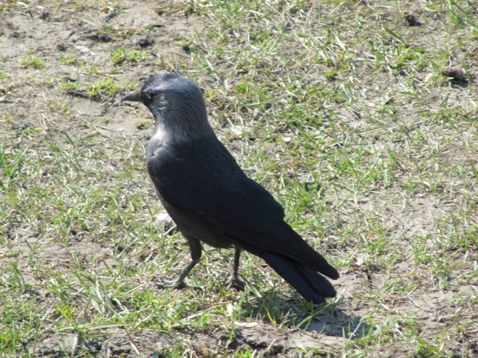 Зимующие птицы Галка