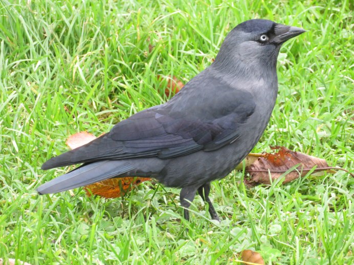 Европейская ворона