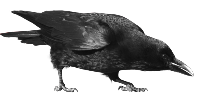 Галка птица птенец