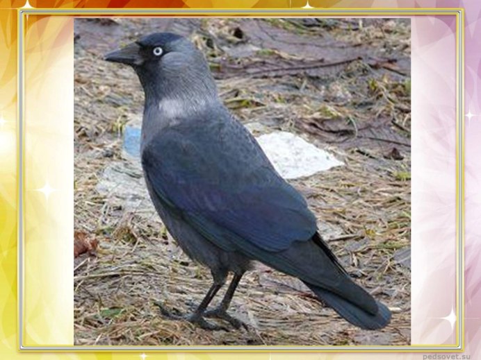 Леонид Галка