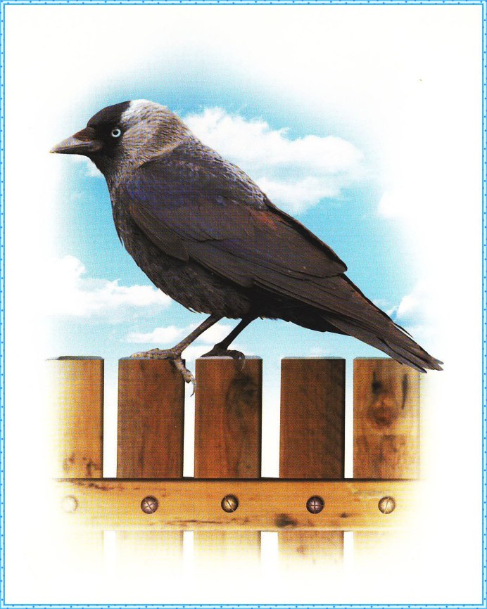 Птица Галка сорока