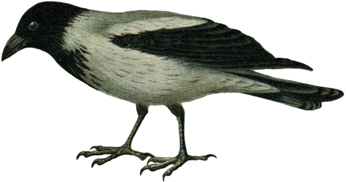 Птица на белом фоне