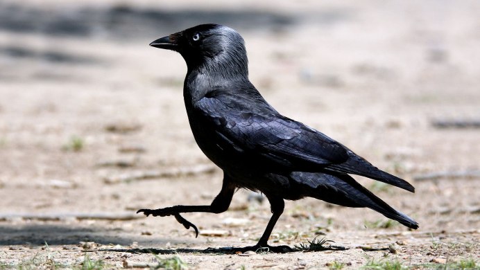 Галка птица зимой