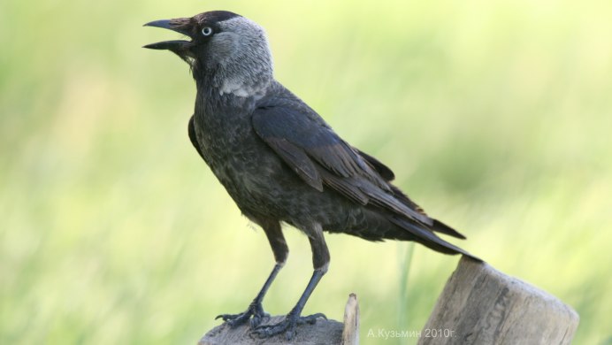 Галка птица для детей