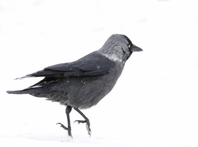 Галка (Coloeus monedula)