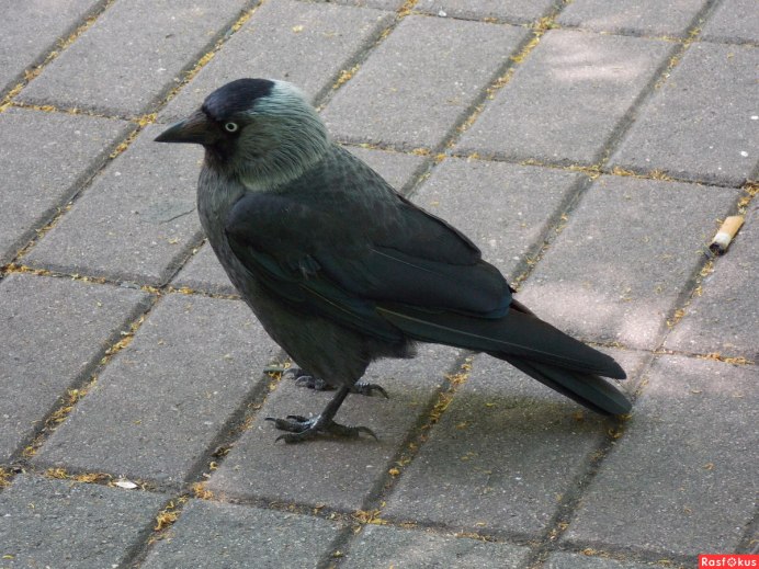 Контур галки птицы