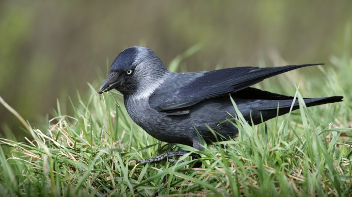 Синяя Галка птица