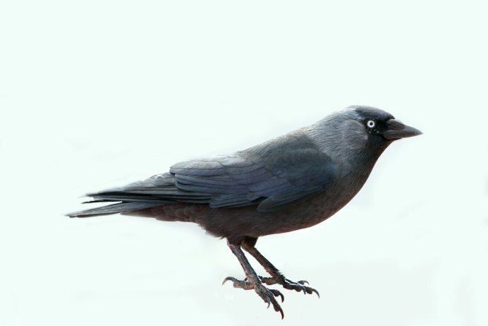 Галка птица на белом фоне