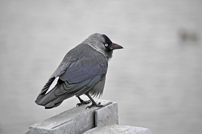 Птичка на лавочке