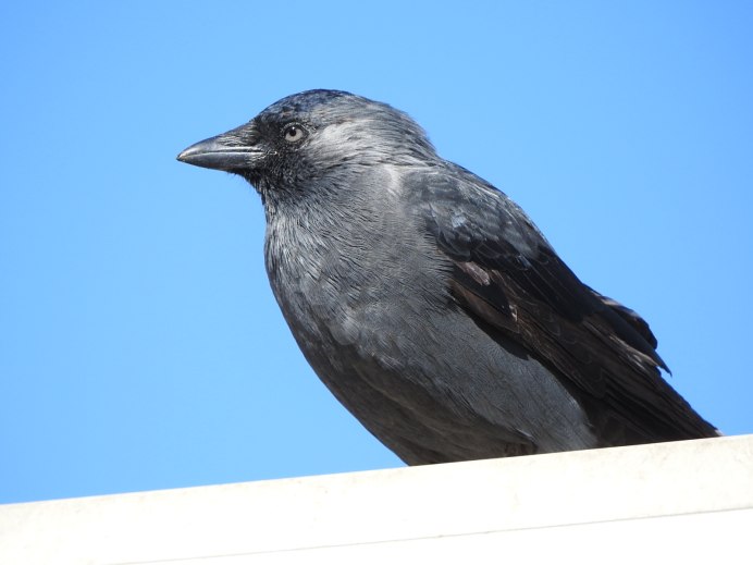 Ворон на белом фоне для детей